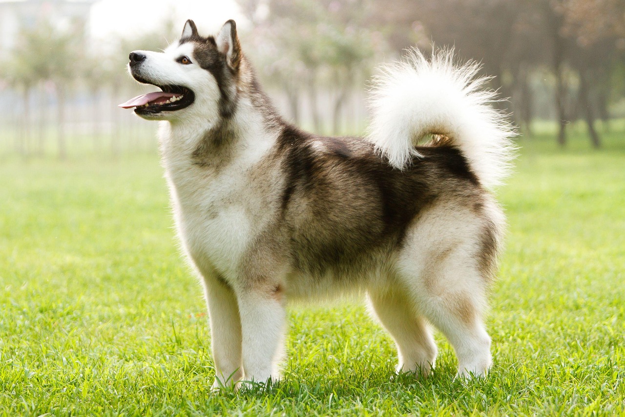 19. Alaskan Klee Kai (Image Credits: Pixabay)