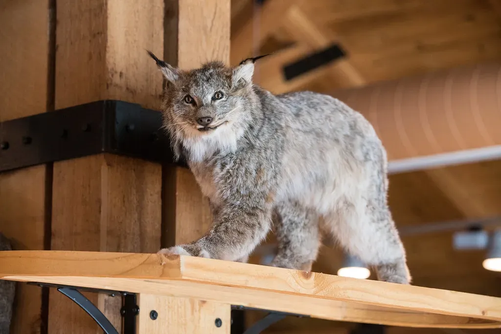 Pisces: The Fishing Cat (Image Credits: Flickr)