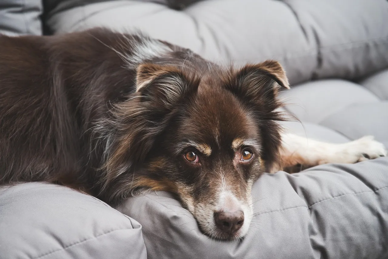 #17 - Breathing That Sounds "Off" Even When They're Resting (Image Credits: Pixabay)