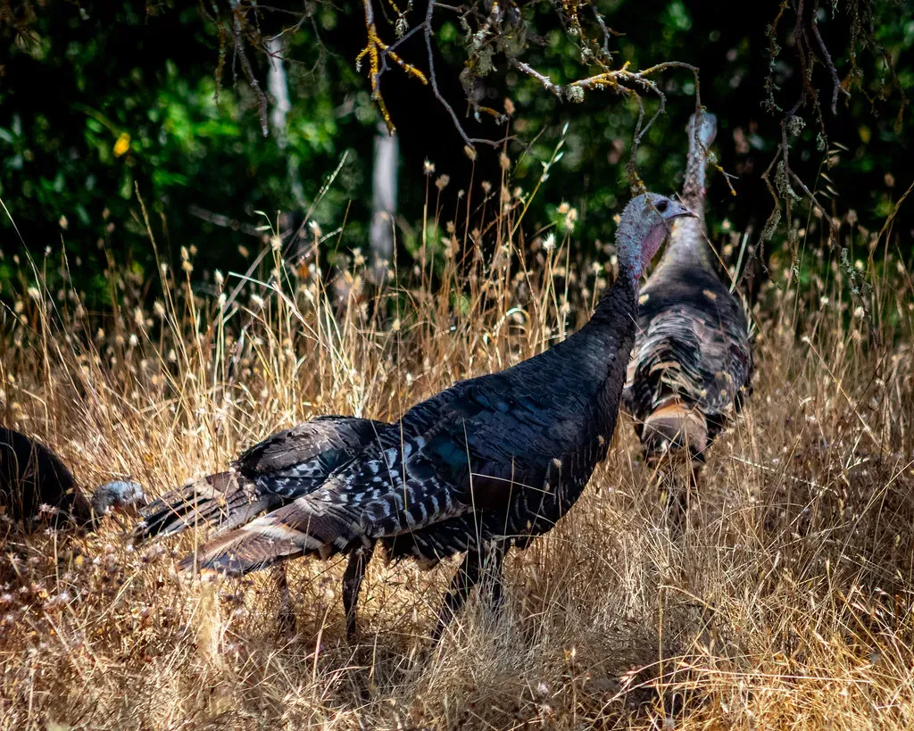 California: Golden State Turkey Paradise (Image Credits: Flickr)