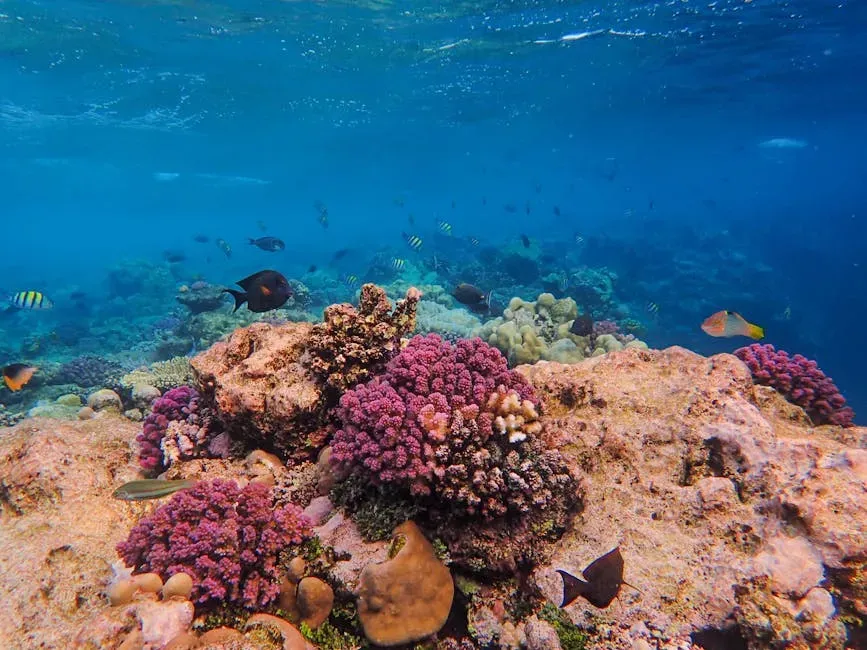 5. Coral Polyps: Builders of Underwater Cities (Image Credits: Pexels)