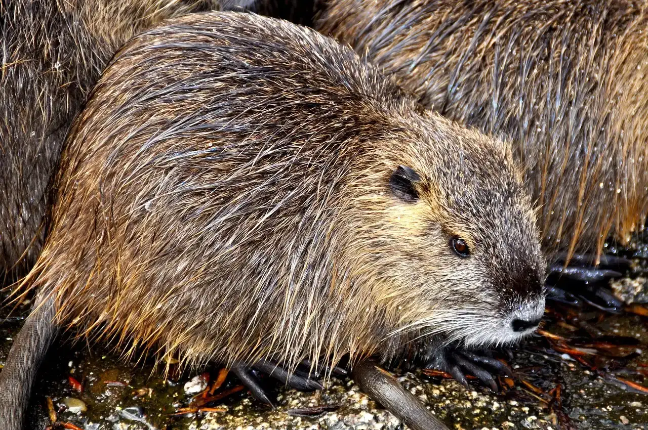 Philadelphia and Baltimore Face Major Infestations (Image Credits: Pixabay)