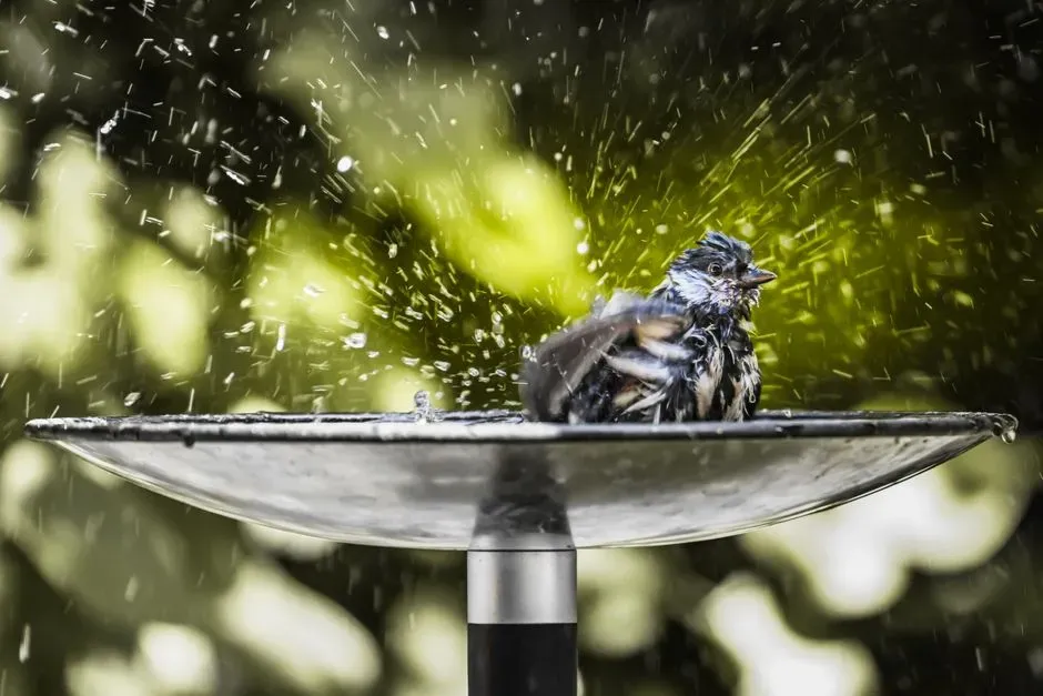 #7 - Shallow Bee Baths With Landing Stones (Image Credits: Pexels)