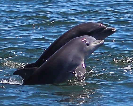 Maternal Protection Systems (Image Credits: Flickr)