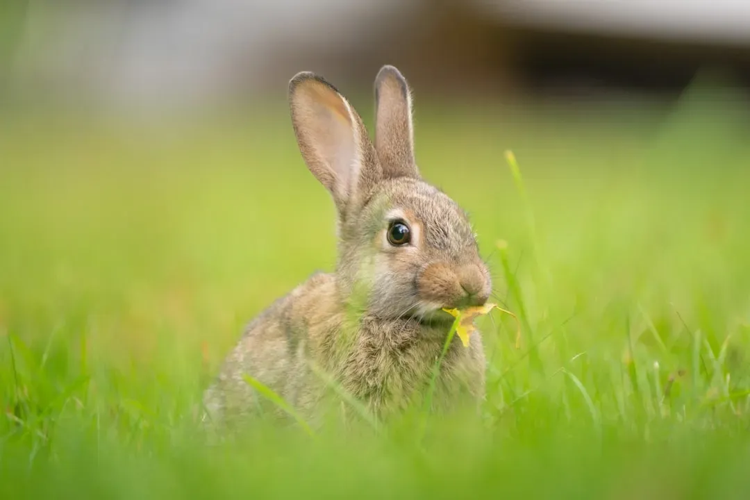 #6: Their Ears Are Biological Supertools (Image Credits: Unsplash)