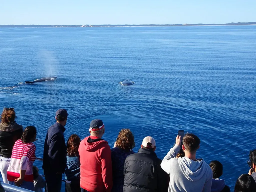 Gray Whales Navigate the Pacific Coast (Image Credits: Flickr)