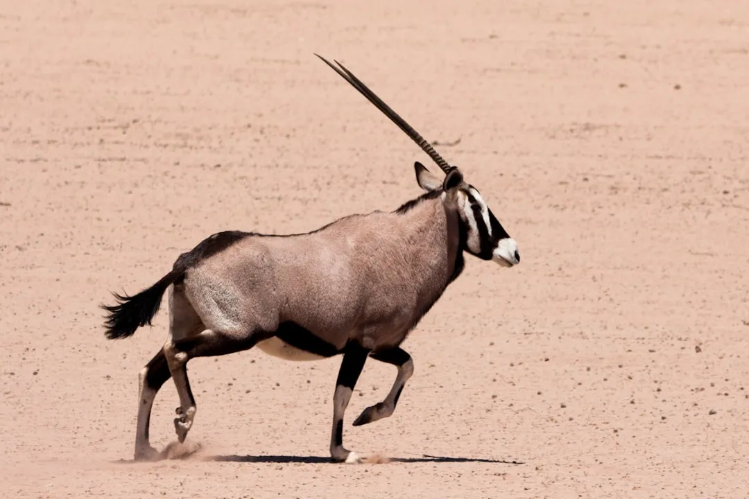 Oryx: The Antelope That Turns Heat Into an Advantage (Image Credits: Unsplash)
