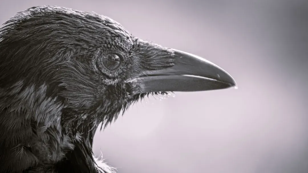 The Neuroscience of Crow Recognition (Image Credits: Unsplash)