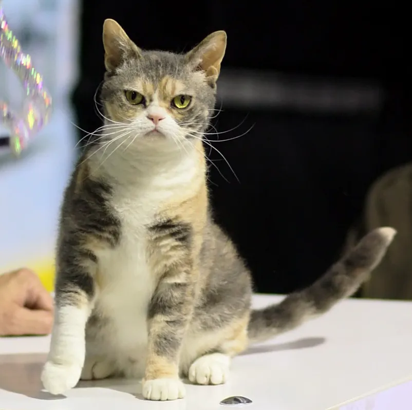 #33 - American Wirehair (By Heikki Siltala, CC BY 3.0)