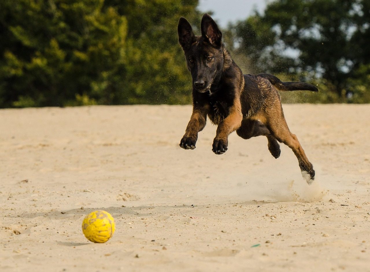 Belgian Malinois: The Professional Athlete (Image Credits: Pixabay)