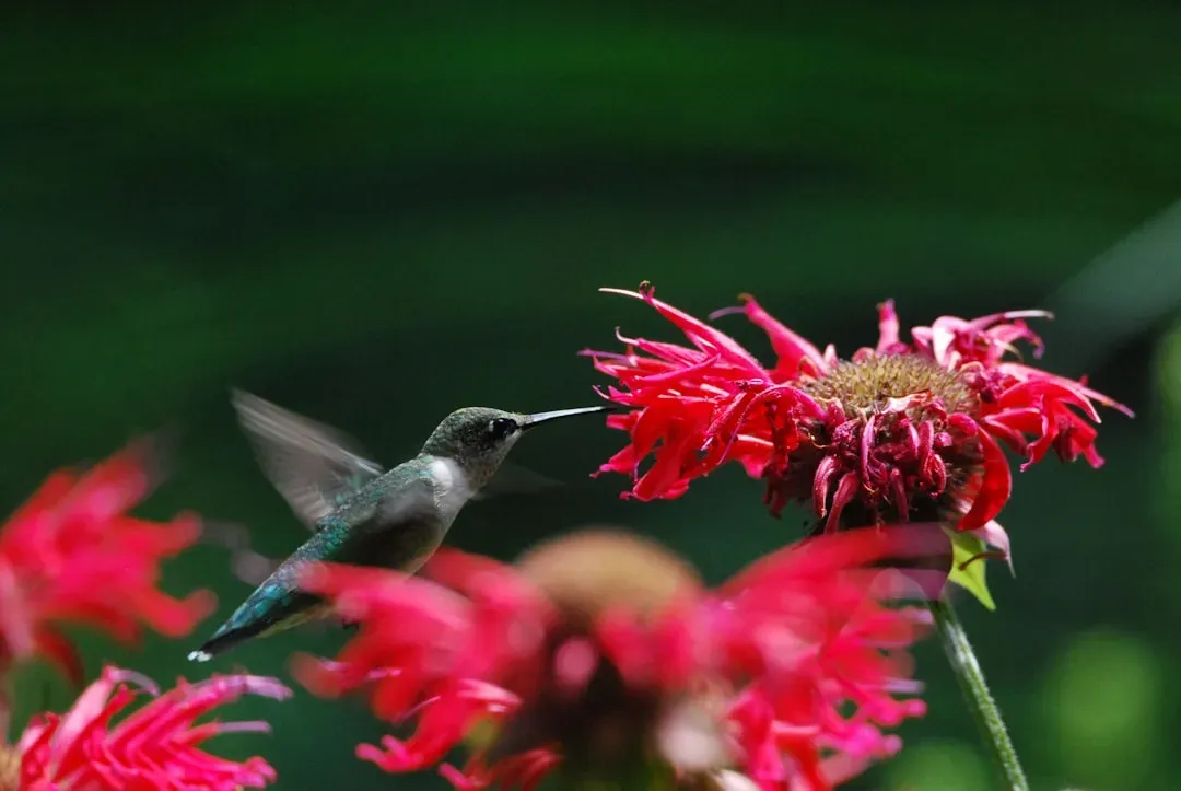 Bee Balm (Monarda) (Image Credits: Unsplash)