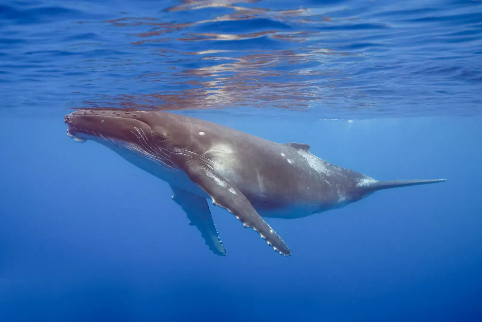 Humpback Whales: Reclaiming the Oceans (Image Credits: Wikimedia)