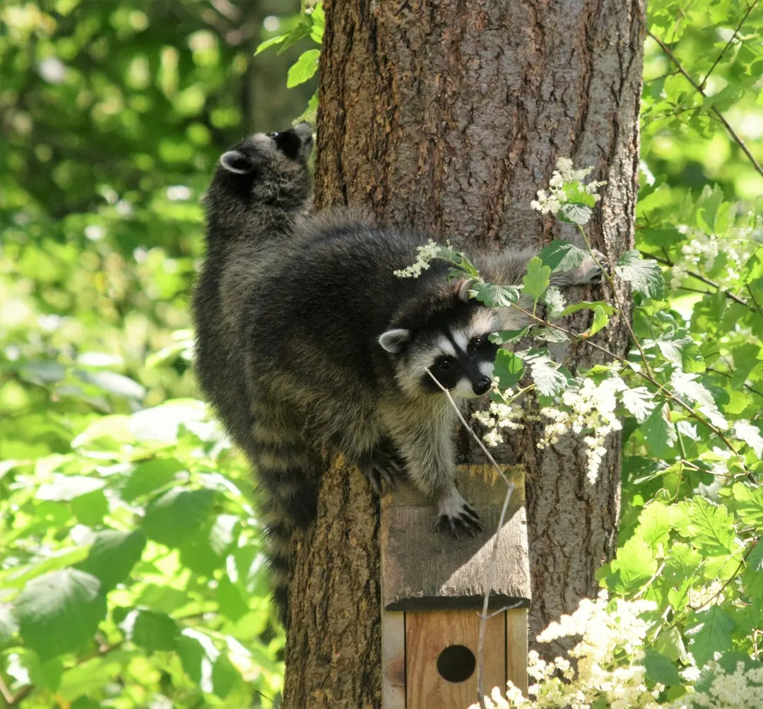 #3 Running an unprotected bird feeder (Image Credits: Unsplash)