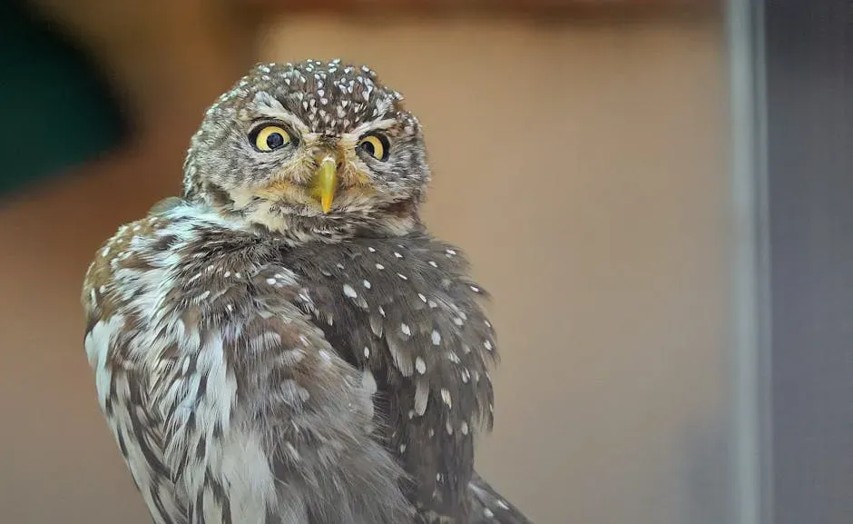 #11 Aquarius (January 20 &ndash; February 18): The Elf Owl (Image Credits: Pexels)