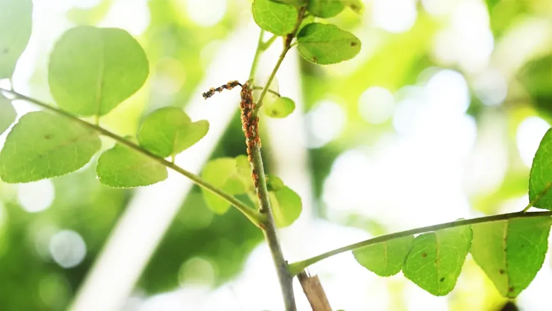 Aphids: The Cold Weather Survivors (Image Credits: Unsplash)