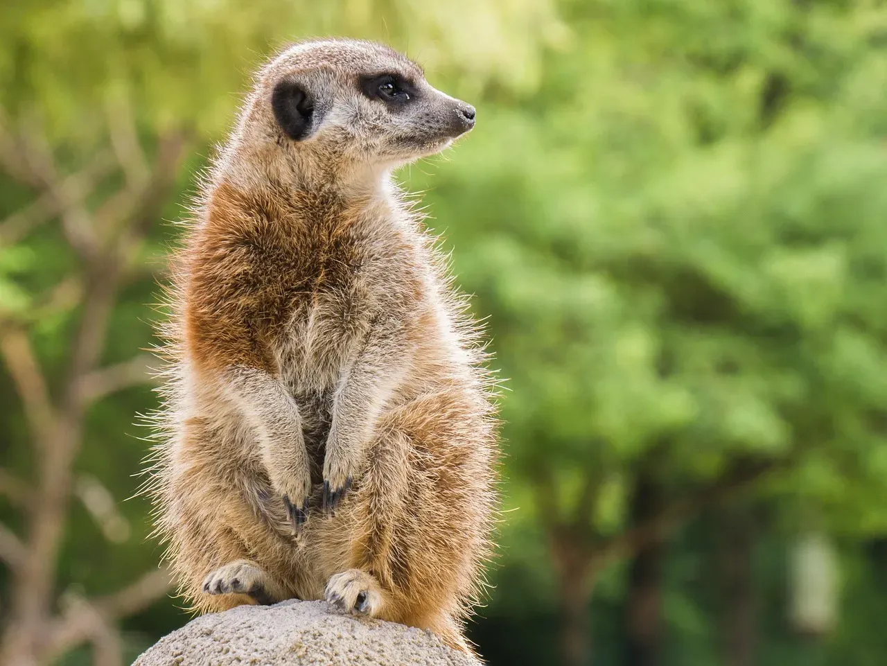Meerkats Are Murderers in Cute Packages (Image Credits: Pixabay)