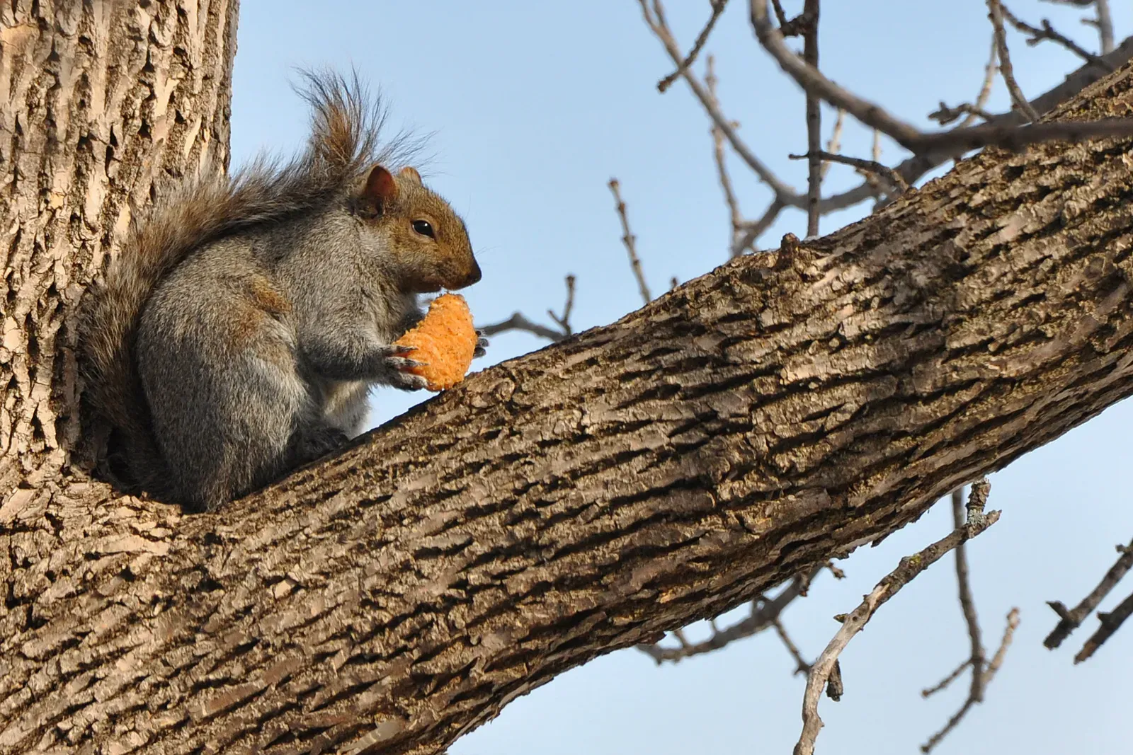 #2. They Can Lose Roughly a Quarter of Their Food to Theft (By Joe Ravi, CC BY-SA 3.0)