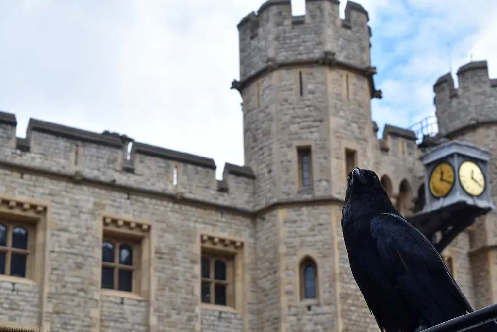 1. The Ravens of the Tower of London - England's Most Guarded Superstition (Aaron Myszka, Flickr, CC BY 2.0)