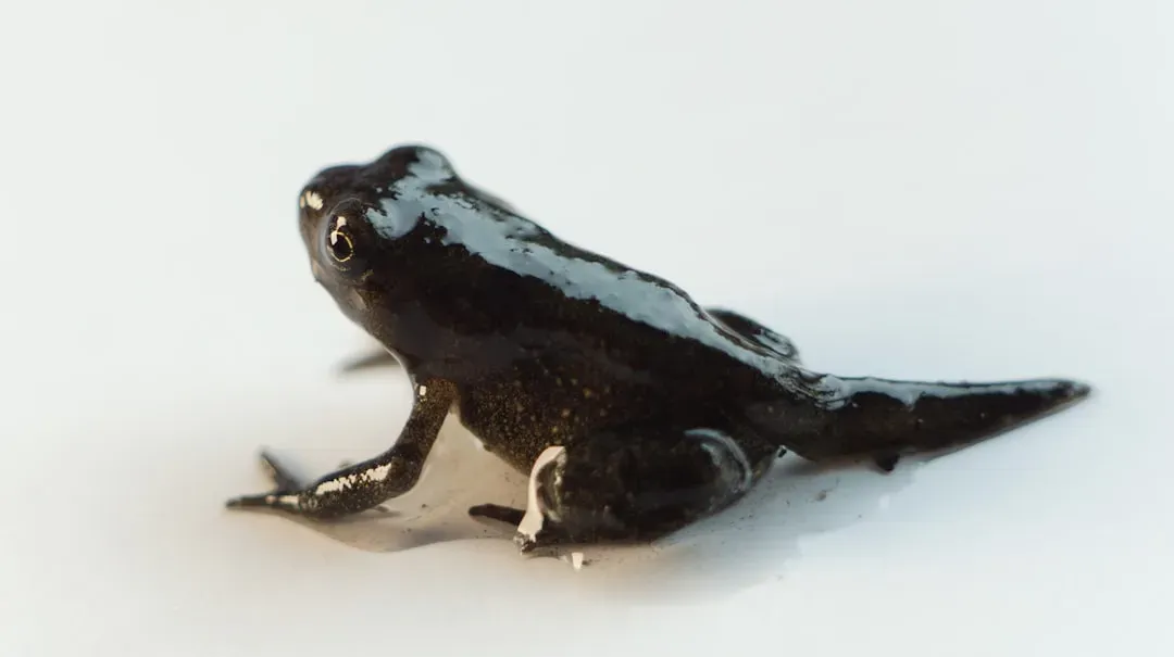 The Black Rain Frog: The Grumpy Avocado (Image Credits: Unsplash)