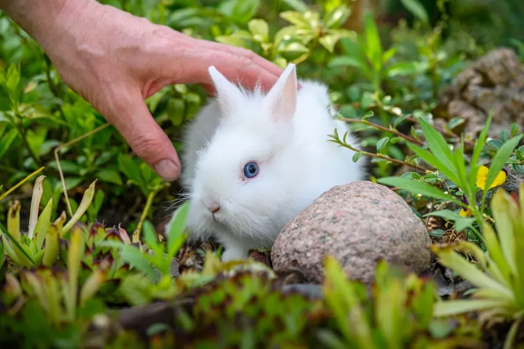 Rabbits: Gentle And Observant Friends (Image Credits: Unsplash)