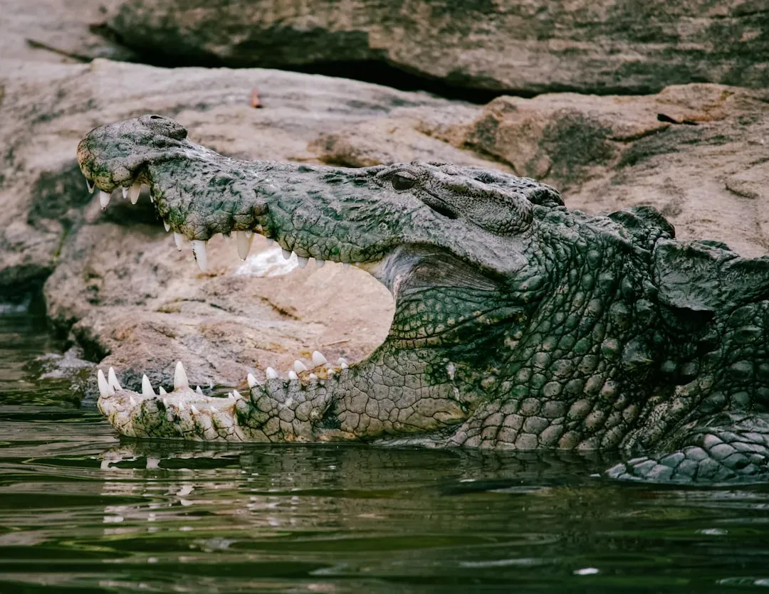 Powerful Jaws and Armored Bodies Provide Built In Advantages (Image Credits: Unsplash)