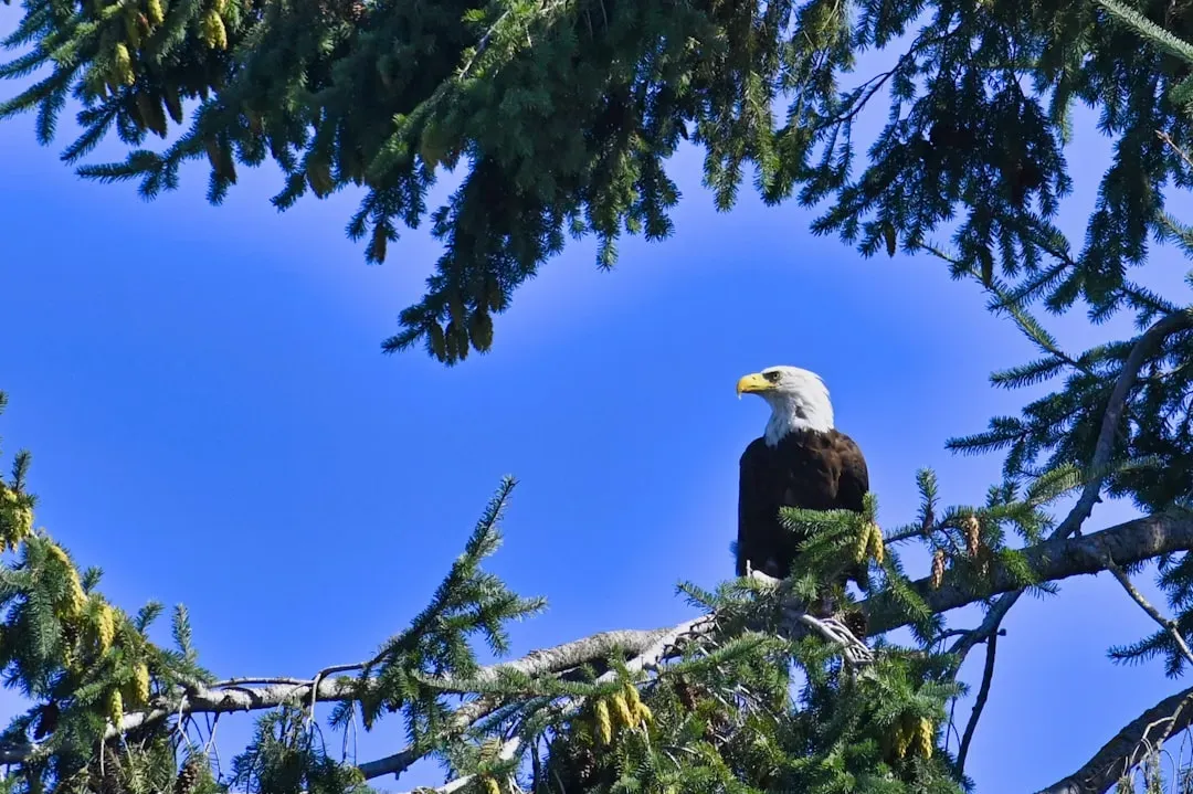 6. Washington, D.C. - Eagles at the Nation's Capital (Image Credits: Unsplash)