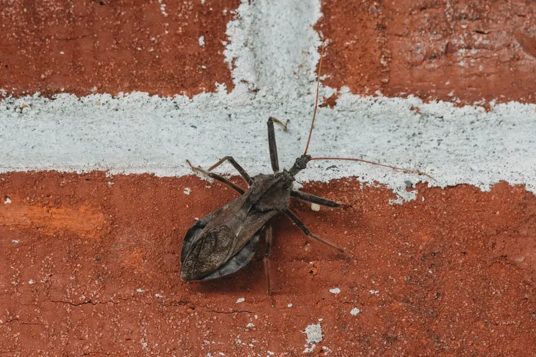 Assassin Bugs Wear the Corpses of Their Victims (Image Credits: Unsplash)