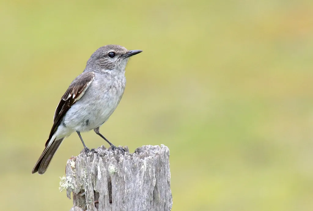 14. Add Perches and “Lookout Points” Near Food and Water (jeans_Photos, Flickr, CC BY 2.0)