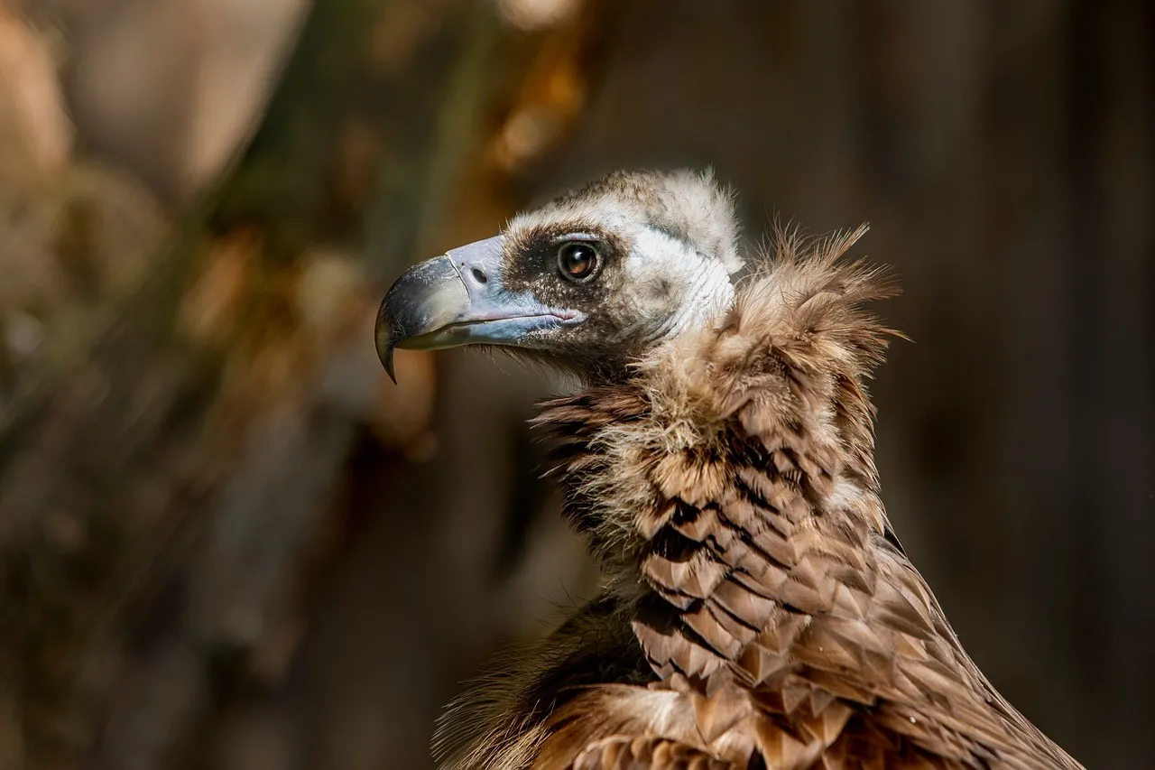 #8 There's a legal reason nobody should try to scare them off with force (Image Credits: Pixabay)