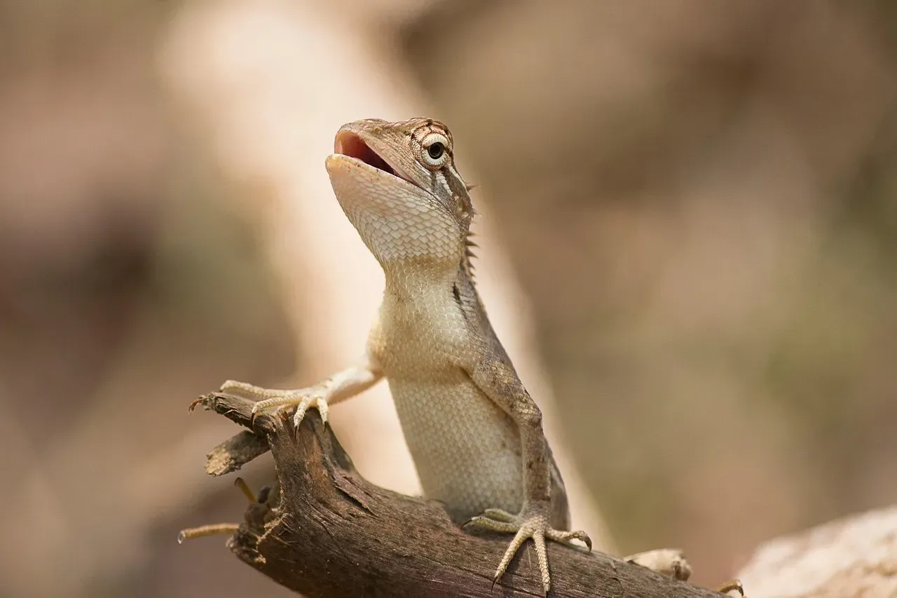 Lizards: The Overlooked Insect Patrol (Image Credits: Pixabay)