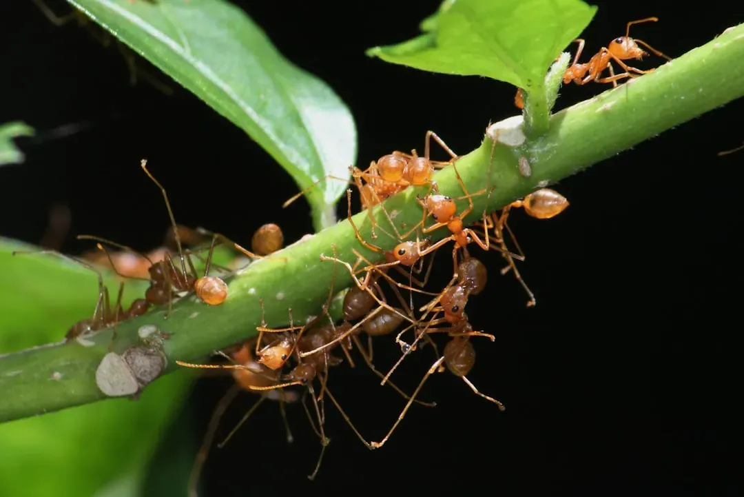 The Number One Culprit: Sweet Honeydew From Aphids (Image Credits: Unsplash)