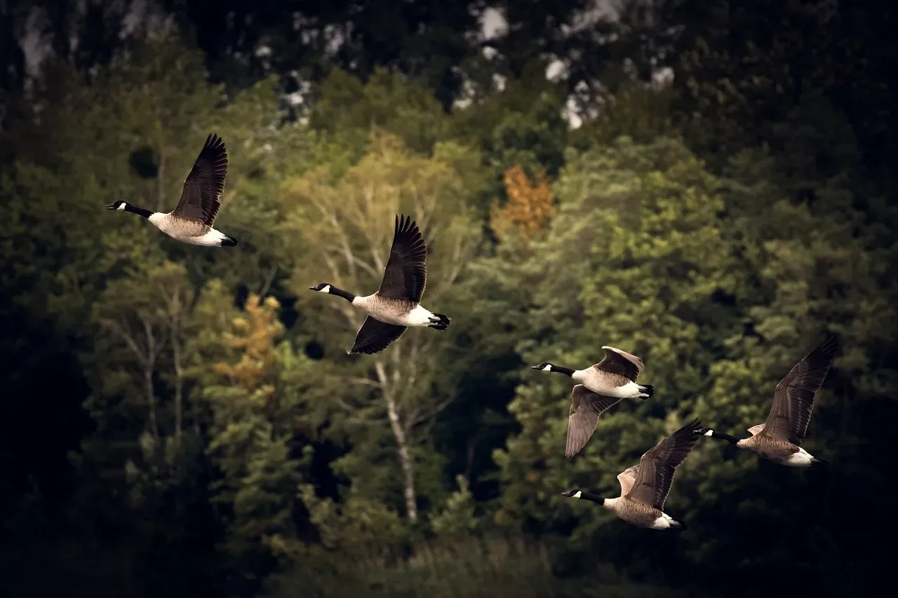 Capricorn (December 22 – January 19): The Canada Goose (Image Credits: Pixabay)