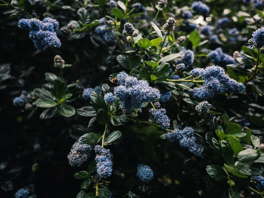 #8 - Blue Mist Shrub: The Late-Blooming Bee Frenzy (Image Credits: Pexels)