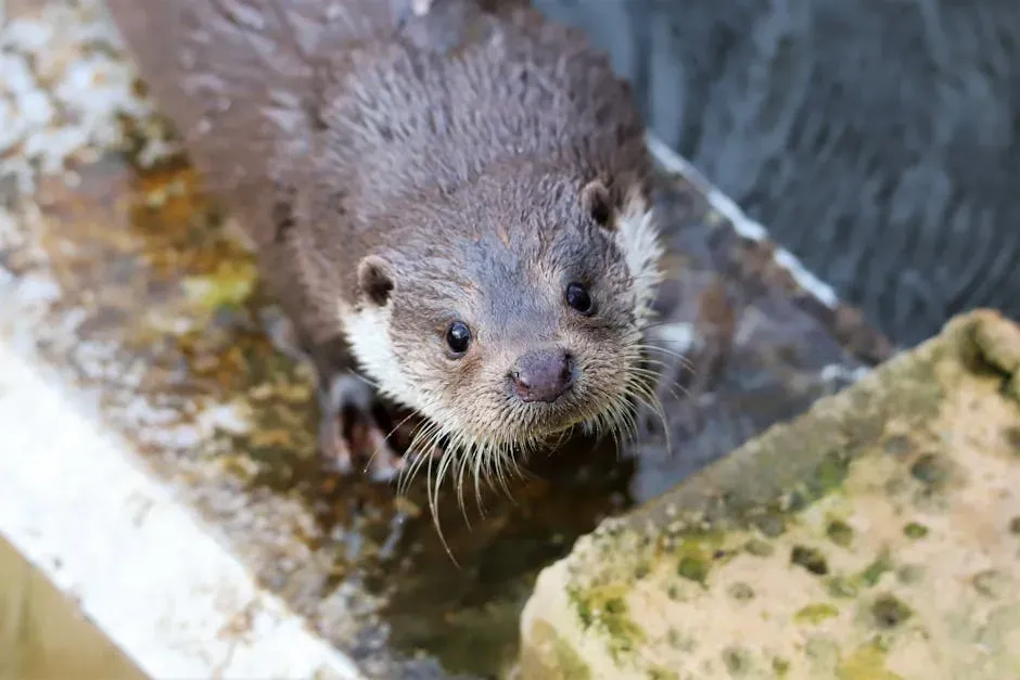 10. The Eurasian Otter: Making Use of Cleaner Urban Rivers (Image Credits: Pexels)
