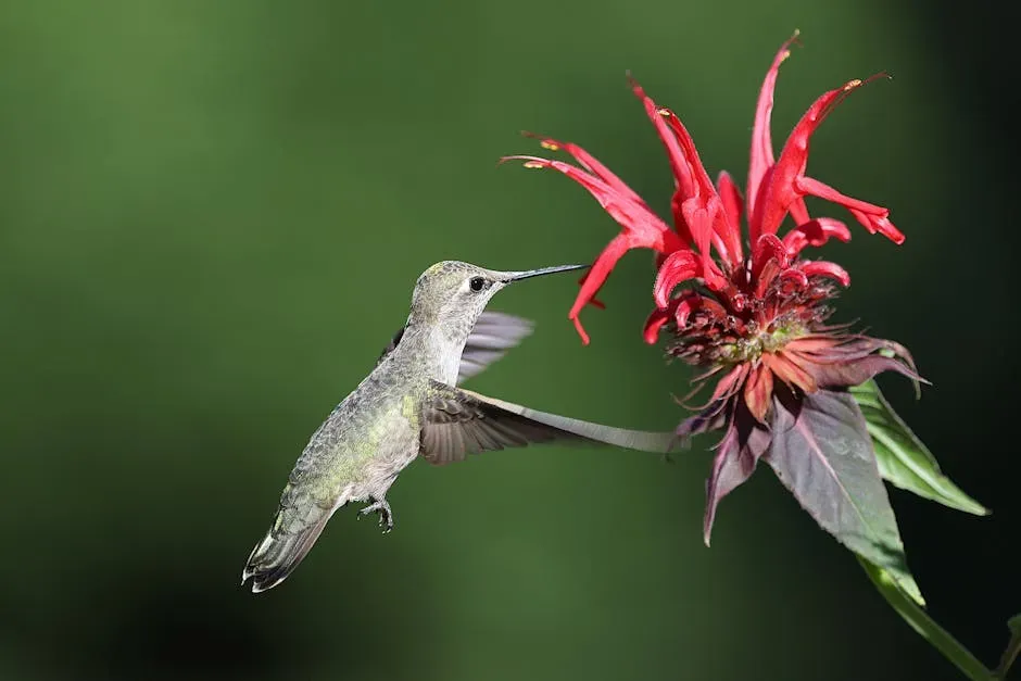 #6 - Wild Bergamot (Monarda fistulosa): The Drought-Tough Hummingbird Magnet Most People Overlook (Image Credits: Pexels)