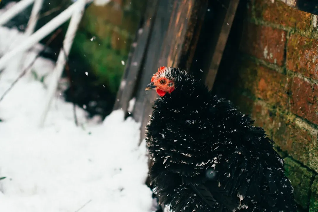 Preventing Frostbite on Combs and Wattles (Image Credits: Unsplash)