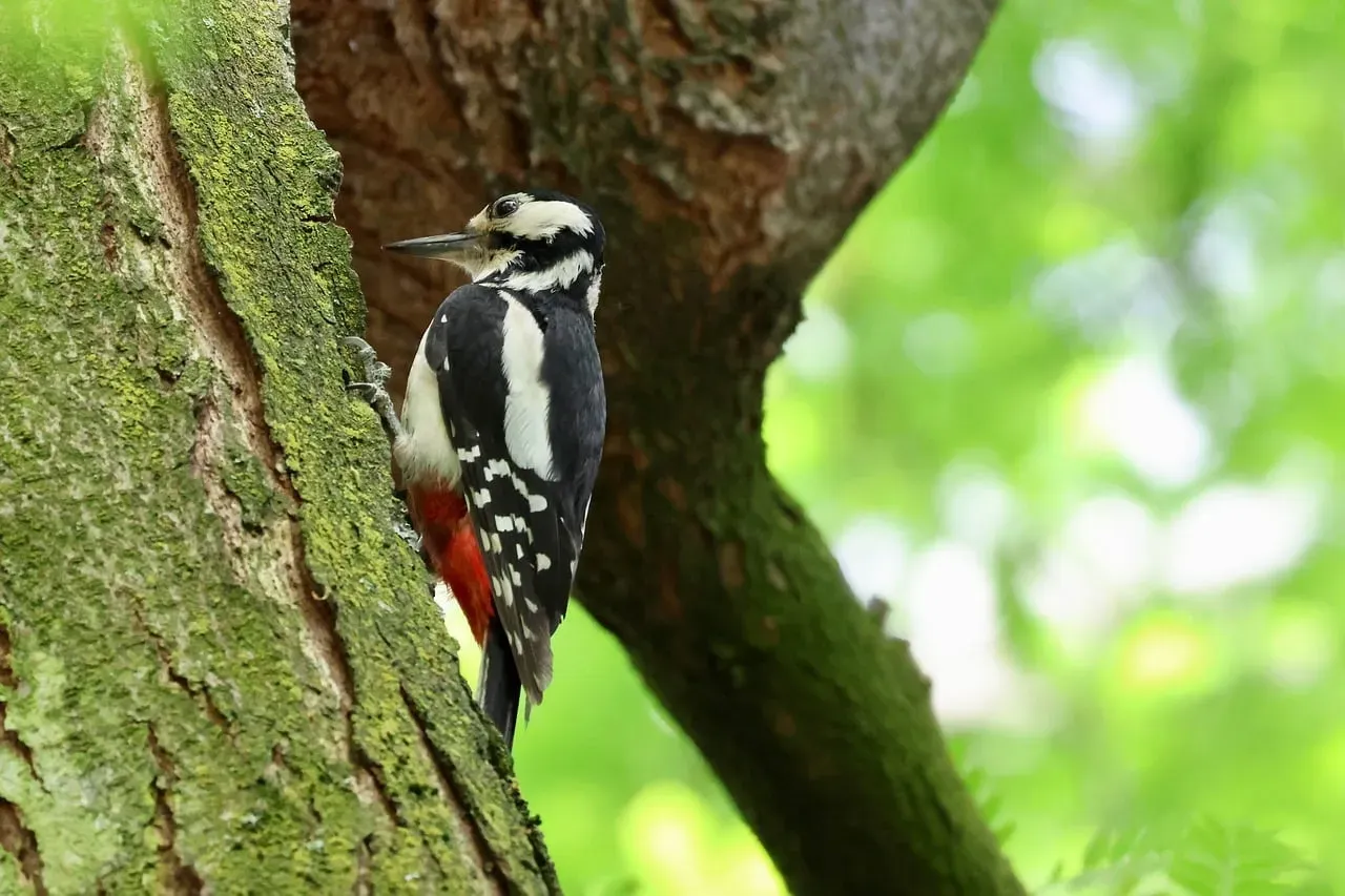 Woodpeckers Tapping Persistent Rhythms (Image Credits: Pixabay)