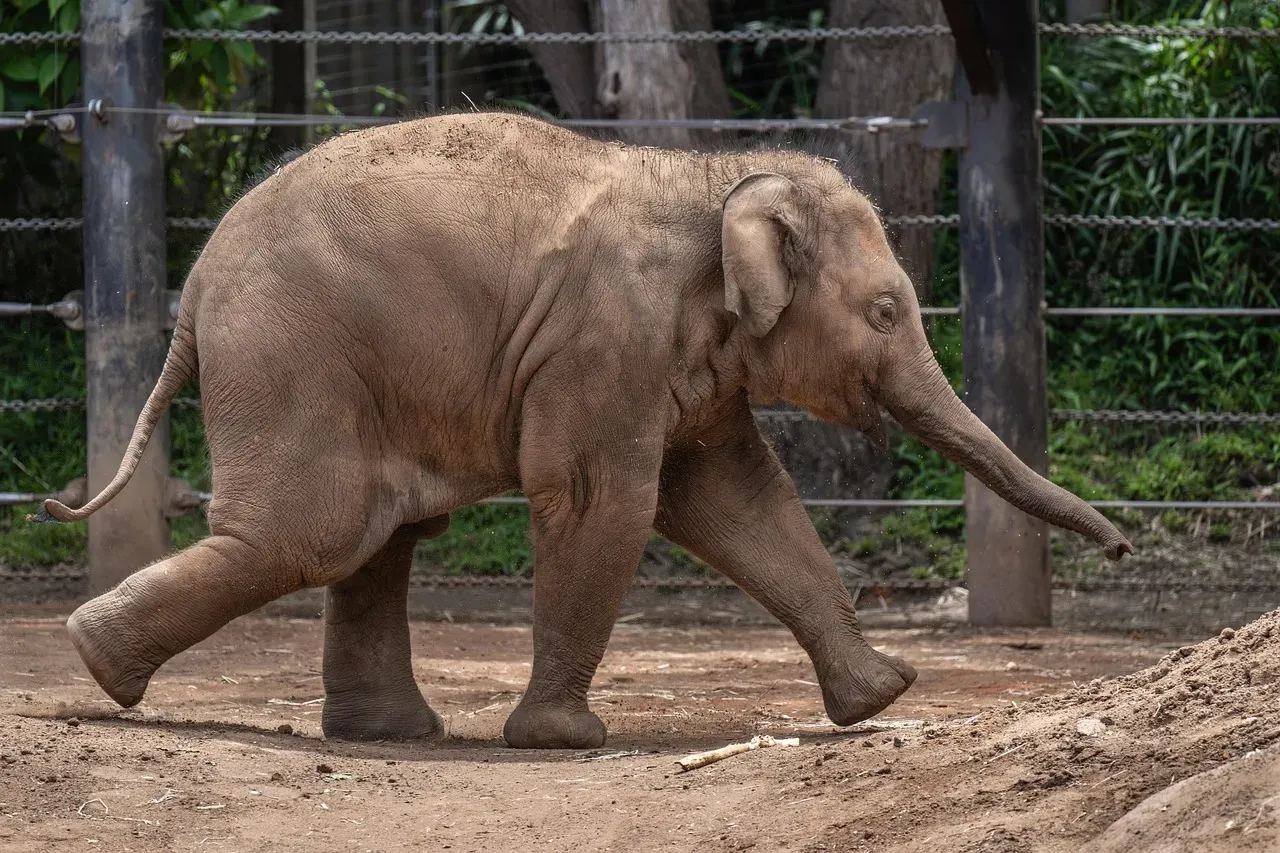 Elephant (Image Credits: Pixabay)