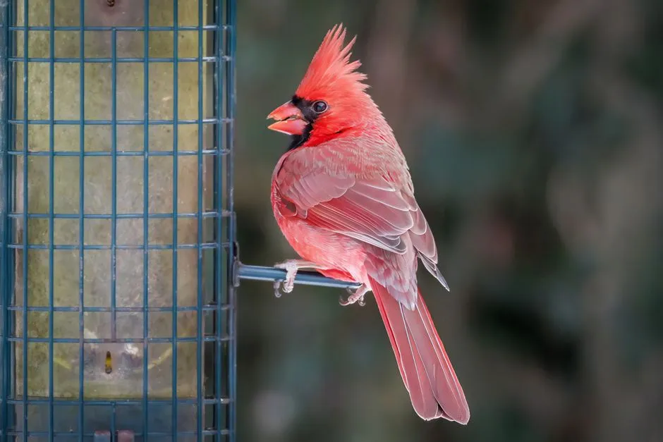 Habits, Personality, And The “Regulars” At Your Feeder (Image Credits: Pexels)