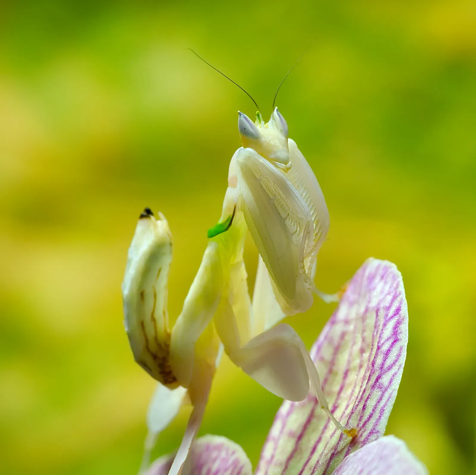 This Insect Actually Attracts More Prey Than Real Flowers Do (Image Credits: Wikimedia)