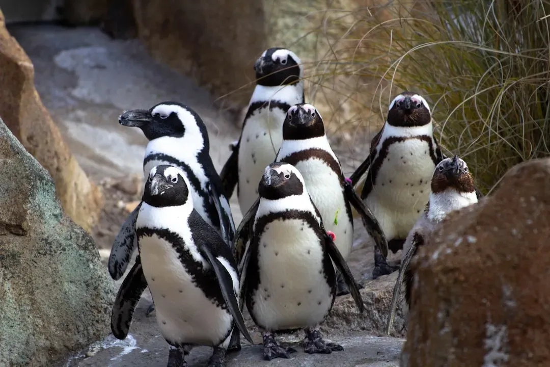Penguins: Partners in the Cold (Image Credits: Unsplash)