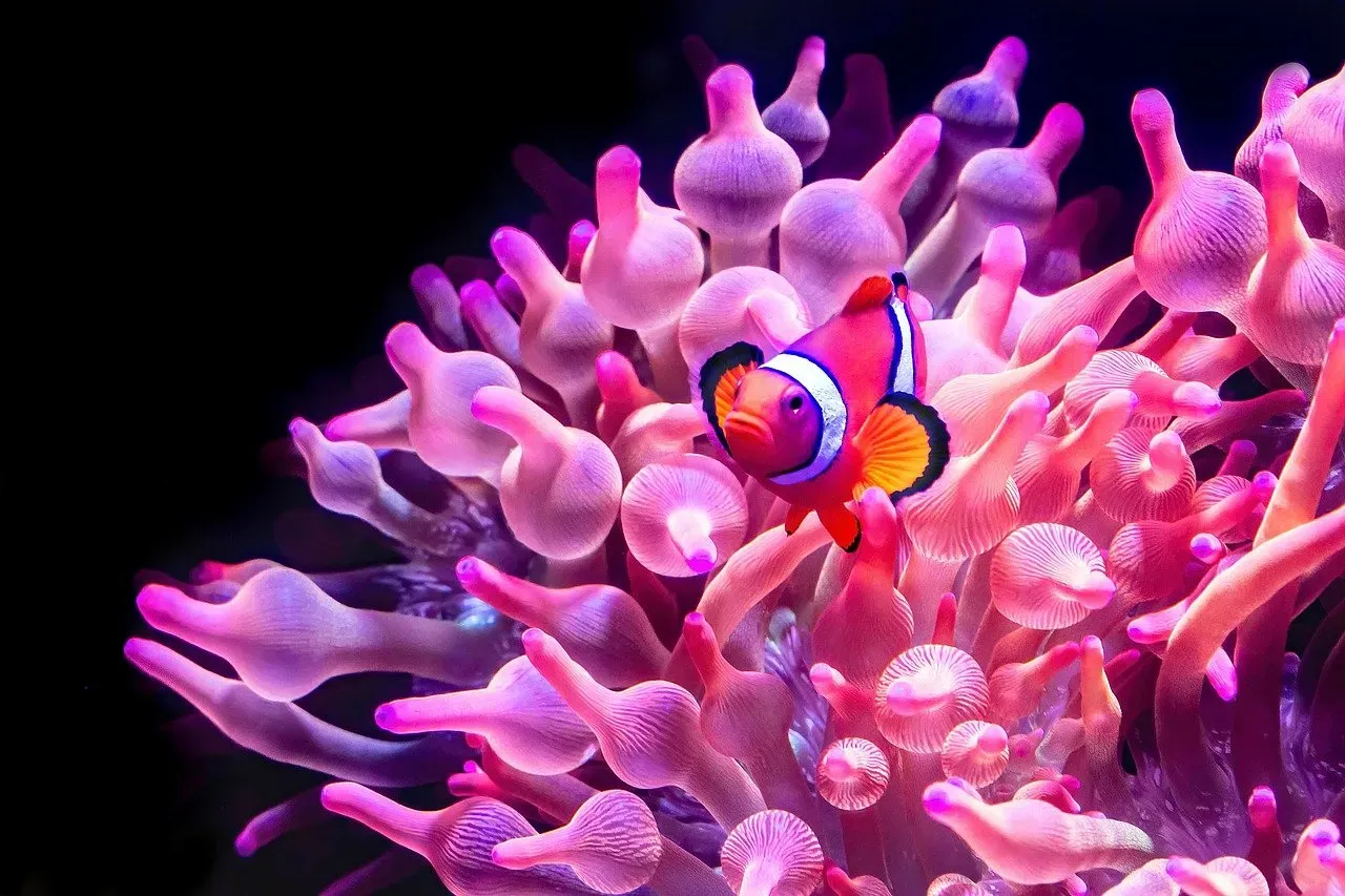 Clownfish and Sea Anemones: The Original Odd Couple (Image Credits: Pixabay)