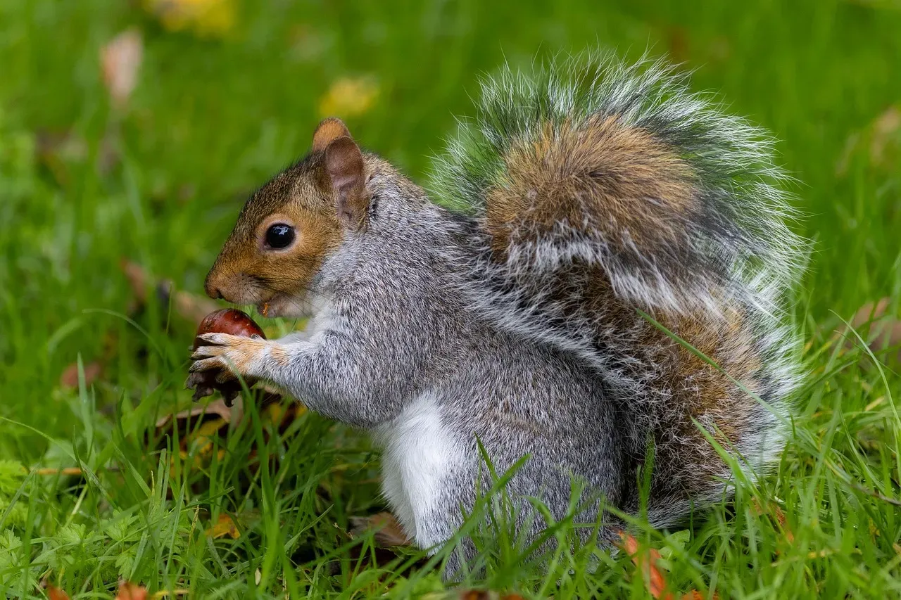 1. Gathering Nuts in a Sudden Frenzy (Image Credits: Pixabay)