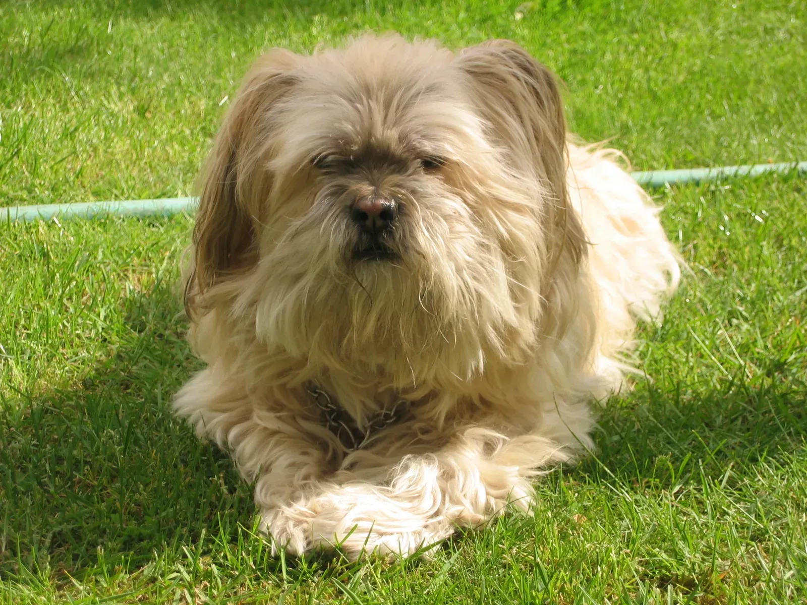#1 – Lhasa Apso (By Arnold C, Attribution)