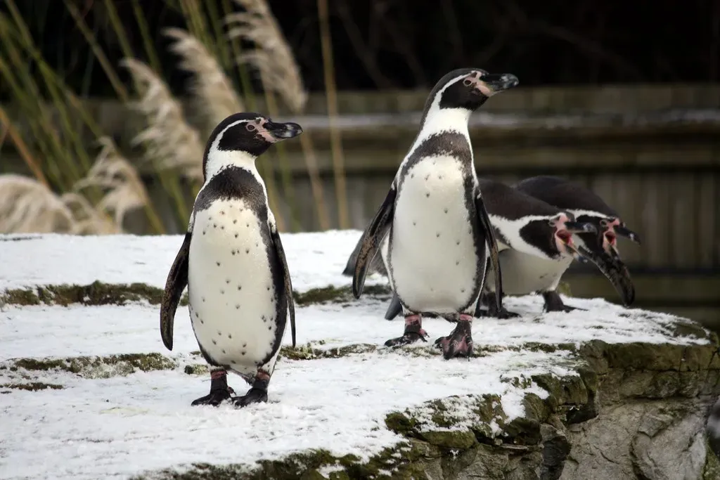 Penguins: The Unlikely Christmas Birds (Image Credits: Flickr)