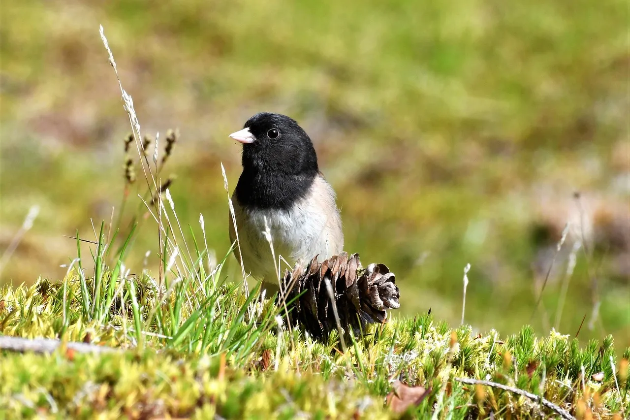 #19 - Dark-eyed Junco (Image Credits: Pixabay)