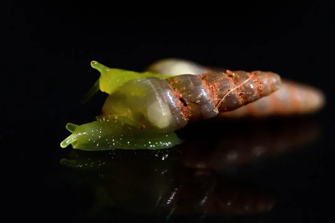 8. The Cone Snail: The Lovely Shell with a Lethal Harpoon (Image Credits: Unsplash)