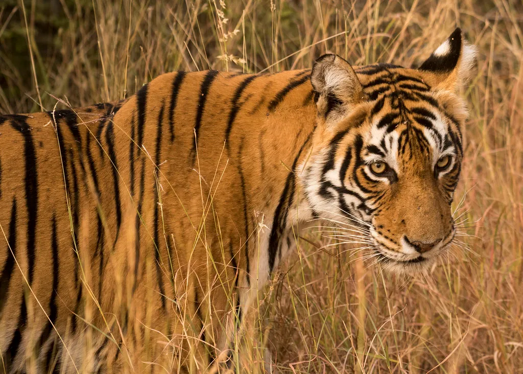 They Are Masters of the Stalk-and-Ambush Hunt, Alone (srikaanth.sekar, Flickr, CC BY-SA 2.0)