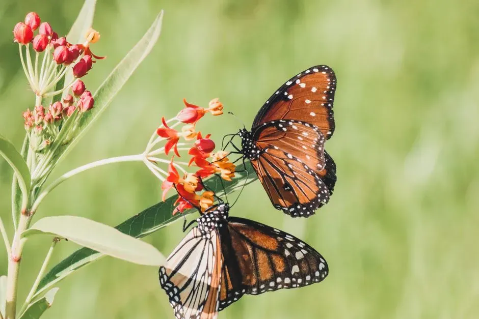 Iowa: Prairie Restorations and Monarchs (Image Credits: Pexels)