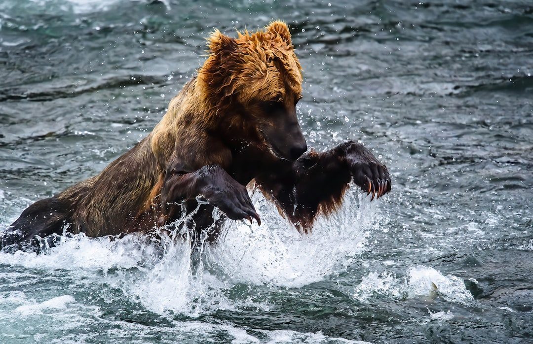The Practical Bear: August 23 - September 22 (Image Credits: Unsplash)